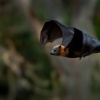 Kalon australsky - Pteropus poliocephalus - Gray-headed Flying Fox 0810